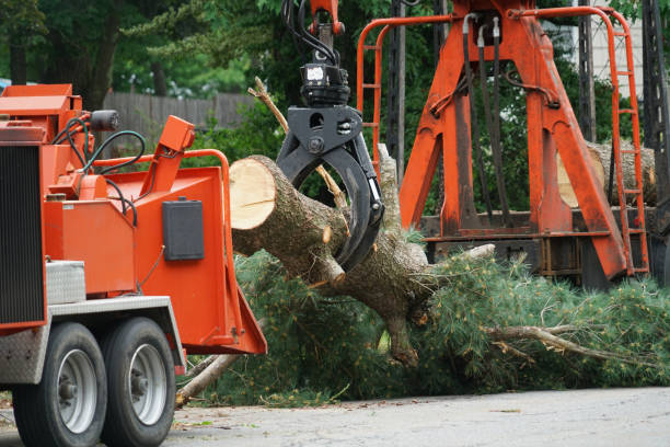 Marengo, IL Tree Care Services Company